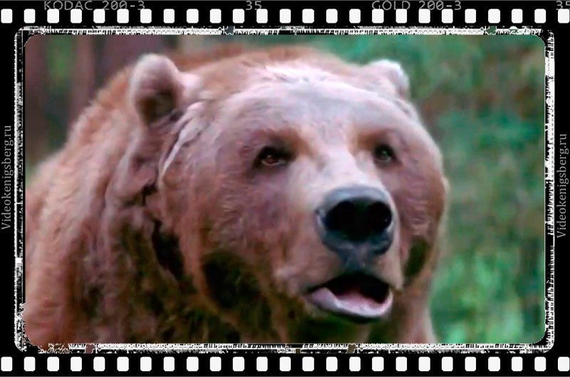 Медведь-киноактер по кличке Барт. Кадр из фильма "На грани"