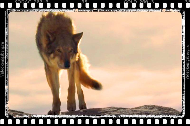 Кадр из фильма "Альфа". Волк